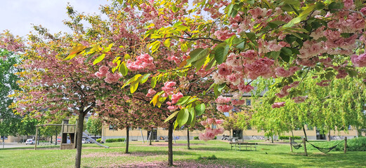Public garden with beautiful blooming pink cherry trees and green grass