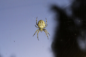 European garden spider in the web. Close-up of a terrifying insect