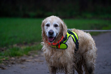 golden retriever dog on a dark night with led lights and a fluo harnass for safety (optimal visibility)	
