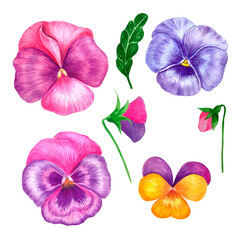 Pansies set, watercolor flowers on a white isolated background, botanical illustration for cards, invitations, banners