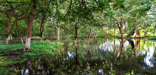 Un bosque tropical inundado a la orilla del lago Cocibolca en la isla de Ometepe, Nicargua