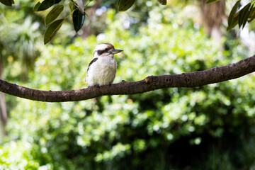 Kookaburra 