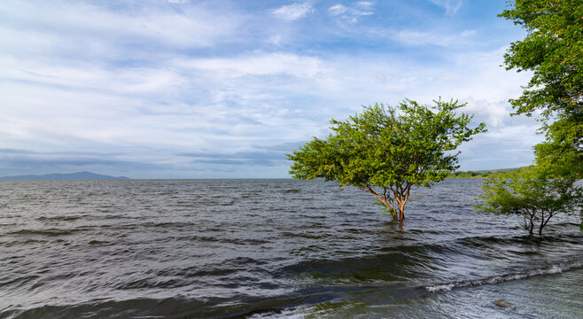Un &aacute;rbol sumergido en el lago Cocibolca debido a las lluvias que aumentado su nivel