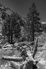 photo montagne noir et blanc boisé dans la foret 