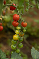 cherry tomatoes with a branch grow on the bush, red yellow and green outside