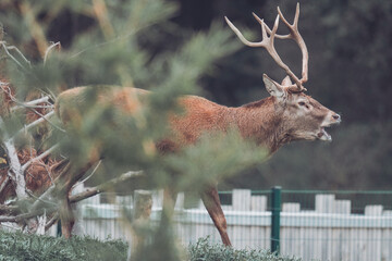 le brame du cerf 