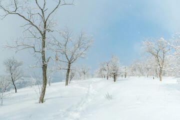 Fototapeta na wymiar Snow falls on winter trees on a path near the forest