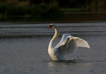 L'éveil du cygne