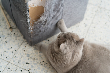 Cat scratching furniture. A ragged corner of the sofa that had been ruined by cat claws.