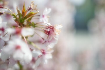 Closeup of a dreamy blooming cherry flower in a selective focus