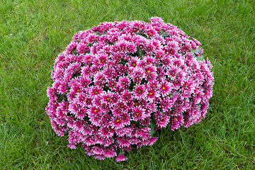 Purple chrysanthemum flower