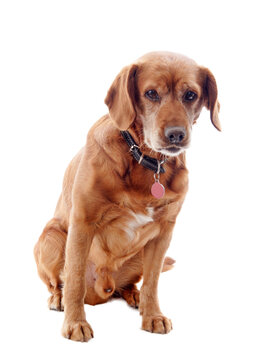 one brown dog (mongrel) , png file	