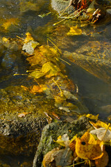 colorful leaves in the river at autumn