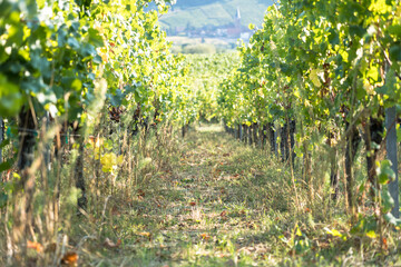 Vineyard in Alsace, France