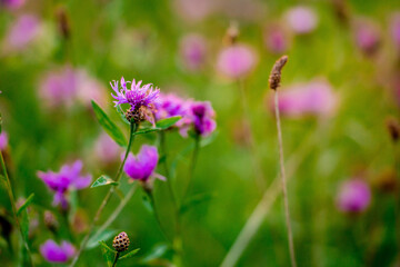 Cornflowers close-up in green grass. 