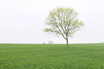 Fototapeta na wymiar Single tree in a field of crops in a misty morning with white sky