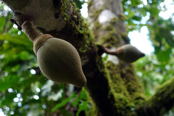 Close-up of mamey or sapote fruit growing on a large tree branch