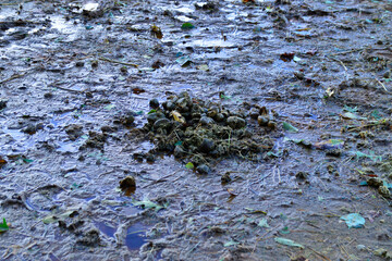 Pile of horse manure on wet ground at a stable