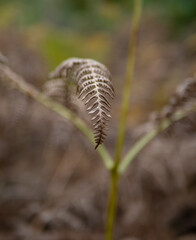 fern leaves in the sunshine