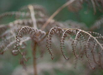 Autumn fern in the forest