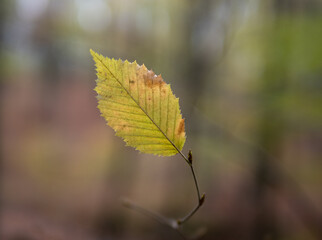 Autumn leaf in the forest