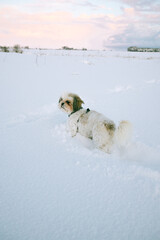 dog in the snow