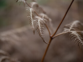 Autumn fern in the forest