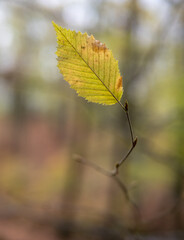 Autumn leaf in the forest