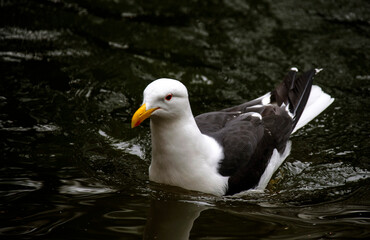 Kelp Gull (Larus dominicanus)