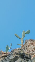 Vertical minimalistic shot of cactus on the rocky hillside on the background of bright blue sky