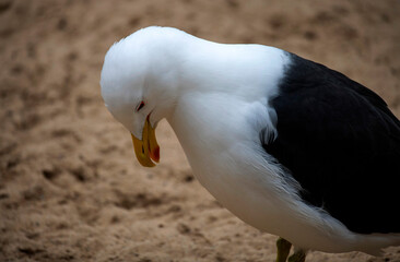 Kelp Gull (Larus dominicanus)