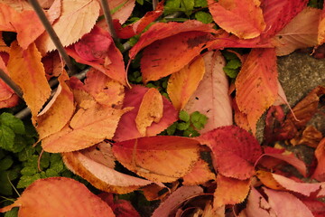 autumn leaves background