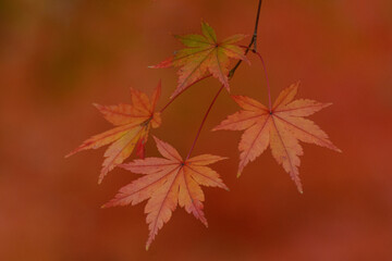 紅葉したモミジ