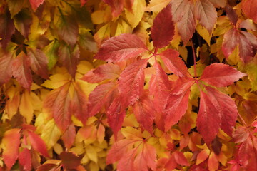 autumn leaves background