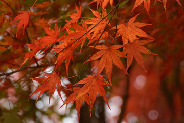 紅葉したモミジ