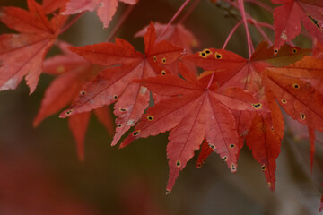 紅葉したモミジ