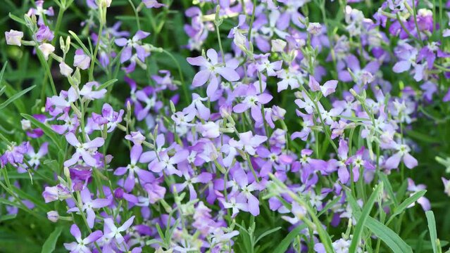 Mattiola pink. Wild orchid. The concept of gardening, gardening, hobby, with their hands, growing flowers. Side view. Shallow depth of field. 4K UHD video footage 3840X2160.