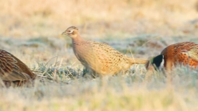 herd of pheasants - Common pheasant Phasianus colchius Ring-necked pheasant in natural habitat, grassland in early winter