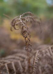 fern leaves in the sunshine