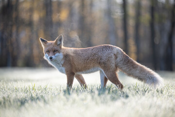Curious young red fox portrait in the wild on a frosty morning.