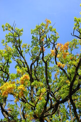 tree in autumn