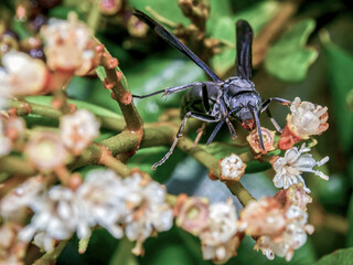 Macro photography of a black paper wasp with some dew drops on it walking on a native tree in a forest near the colonial town of Villa de Leyva, in central Colombia.
