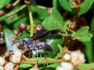 Macro photography of a black paper wasp with some dew drops on it walking on a native tree in a forest near the colonial town of Villa de Leyva, in central Colombia.
