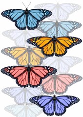 Monarch_Butterfly_P
