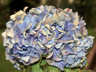 A bouquet of blue hortensia flowers, captured in a garden near the colonial town of Villa de Leyva in central Colombia.