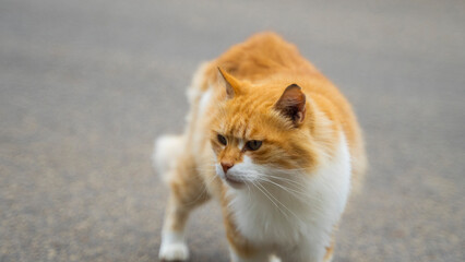 cat walk ships buildings beautiful mediterranean sea malta island sand stones sun cacti