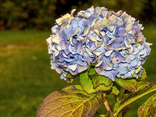 A bouquet of blue hortensia flowers, captured in a garden near the colonial town of Villa de Leyva in central Colombia.