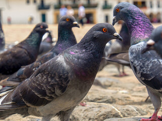 Different actitudes of a flock of pigeons in the not so clean main square of the colonial town of Villa de Leyva in central Colombia.