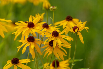 Black-eyed Susans Growing Wild In The Field