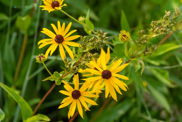 Black-eyed Susans Growing Wild In The Field